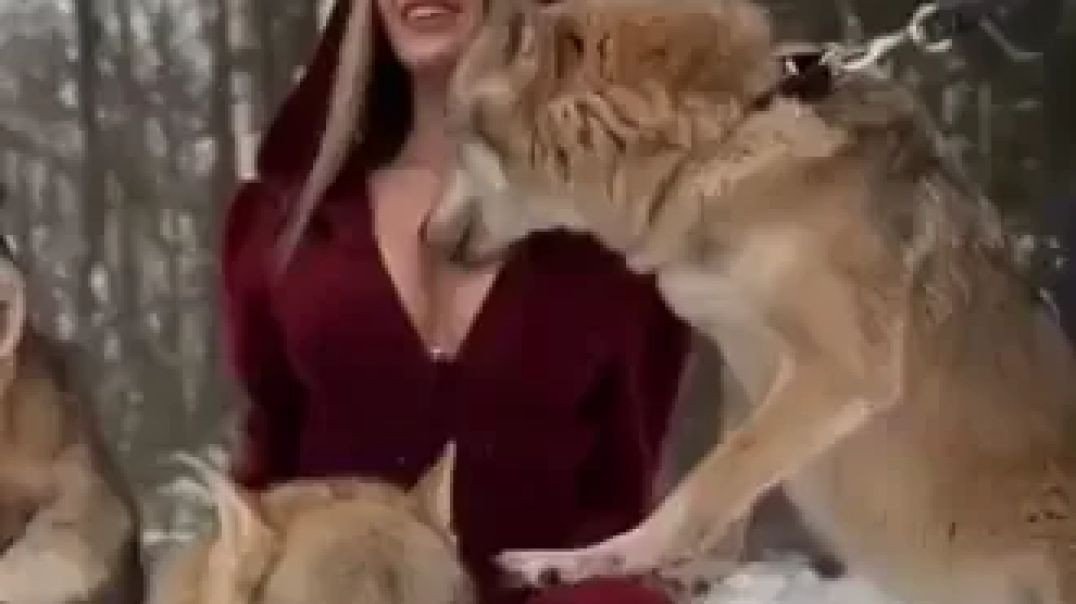 The Wolf Has Memories